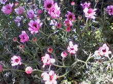 ＥＶＥ－舎　Ｄｉａｒｙ