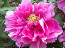 ＥＶＥ－舎　Ｄｉａｒｙ