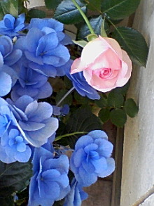 ＥＶＥ－舎　Ｄｉａｒｙ