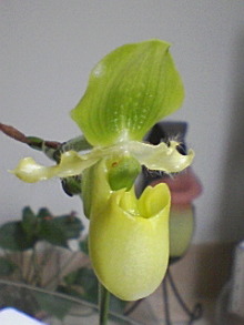 ＥＶＥ－舎　Ｄｉａｒｙ