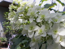 ＥＶＥ－舎　Ｄｉａｒｙ