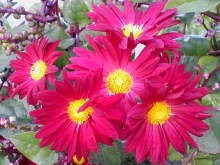 ＥＶＥ－舎　Ｄｉａｒｙ