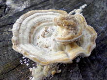 ＥＶＥ－舎　Ｄｉａｒｙ