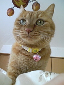 ＥＶＥ－舎　Ｄｉａｒｙ