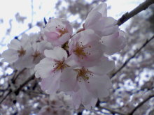 ＥＶＥ－舎　Ｄｉａｒｙ