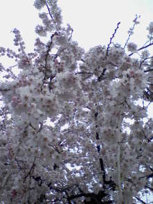 ＥＶＥ－舎　Ｄｉａｒｙ